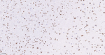 Lamin A/C Antibody in Immunohistochemistry (Paraffin) (IHC (P))