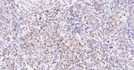 Lamin A/C Antibody in Immunohistochemistry (Paraffin) (IHC (P))