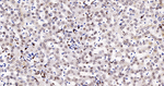 Lamin A/C Antibody in Immunohistochemistry (Paraffin) (IHC (P))