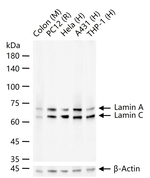 Lamin A/C Antibody in Western Blot (WB)