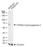 COX2 Antibody in Western Blot (WB)