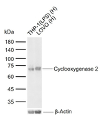 COX2 Monoclonal Antibody (F4H9)