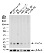 RhoA Monoclonal Antibody (C5F6)