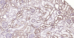 Calreticulin Antibody in Immunohistochemistry (Paraffin) (IHC (P))