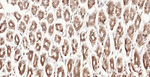 Calreticulin Monoclonal Antibody (G3F7)