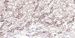 Calreticulin Antibody in Immunohistochemistry (Paraffin) (IHC (P))