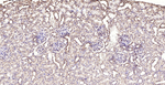 Calreticulin Antibody in Immunohistochemistry (Paraffin) (IHC (P))