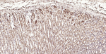 Calreticulin Antibody in Immunohistochemistry (Paraffin) (IHC (P))