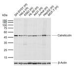 Calreticulin Antibody in Western Blot (WB)