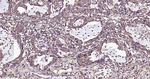 Aurora A Recombinant Rabbit Monoclonal Antibody (1A7)