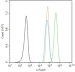 c-Fos Antibody in Flow Cytometry (Flow)