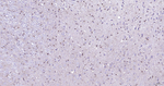 c-Fos Recombinant Rabbit Monoclonal Antibody (13B5)