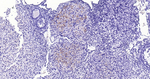 c-Kit Antibody in Immunohistochemistry (Paraffin) (IHC (P))