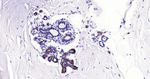 c-Kit Antibody in Immunohistochemistry (Paraffin) (IHC (P))