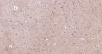 c-Kit Antibody in Immunohistochemistry (Paraffin) (IHC (P))