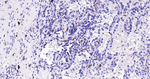 c-Kit Recombinant Rabbit Monoclonal Antibody (7C8)