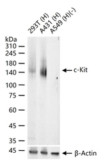 c-Kit Antibody in Western Blot (WB)