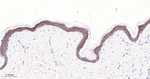 Claudin 1 Antibody in Immunohistochemistry (Paraffin) (IHC (P))