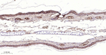 Claudin 1 Antibody in Immunohistochemistry (Paraffin) (IHC (P))