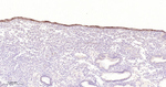 Claudin 1 Antibody in Immunohistochemistry (Paraffin) (IHC (P))
