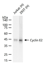 Cyclin E2 Antibody in Western Blot (WB)