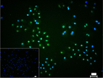 HIF-1 beta Recombinant Rabbit Monoclonal Antibody (3F5)