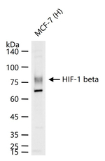 HIF-1 beta Antibody in Western Blot (WB)