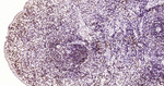 Phospho-JAK2 (Tyr1007, Tyr1008) Recombinant Rabbit Monoclonal Antibody (6E5)