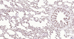 Phospho-JAK2 (Tyr1007, Tyr1008) Antibody in Immunohistochemistry (Paraffin) (IHC (P))