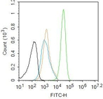 Phospho-YAP1 (Ser127) Antibody in Flow Cytometry (Flow)