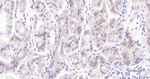 Phospho-YAP1 (Ser127) Antibody in Immunohistochemistry (Paraffin) (IHC (P))