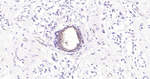 Phospho-YAP1 (Ser127) Antibody in Immunohistochemistry (Paraffin) (IHC (P))
