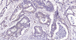 Phospho-YAP1 (Ser127) Antibody in Immunohistochemistry (Paraffin) (IHC (P))