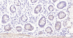 Phospho-YAP1 (Ser127) Antibody in Immunohistochemistry (Paraffin) (IHC (P))