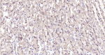 Phospho-YAP1 (Ser127) Antibody in Immunohistochemistry (Paraffin) (IHC (P))