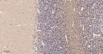 SIRT2 Antibody in Immunohistochemistry (Paraffin) (IHC (P))