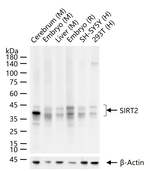 SIRT2 Antibody in Western Blot (WB)