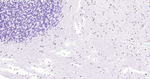 SOX10 Antibody in Immunohistochemistry (Paraffin) (IHC (P))
