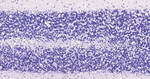 SOX10 Antibody in Immunohistochemistry (Paraffin) (IHC (P))