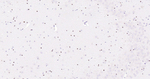 SOX10 Antibody in Immunohistochemistry (Paraffin) (IHC (P))