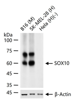 SOX10 Antibody in Western Blot (WB)