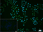 H3K18me1 Recombinant Rabbit Monoclonal Antibody (4A5)