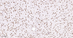 H3K18me1 Antibody in Immunohistochemistry (Paraffin) (IHC (P))