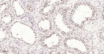 H3K18me1 Antibody in Immunohistochemistry (Paraffin) (IHC (P))
