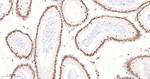 H3K18me1 Antibody in Immunohistochemistry (Paraffin) (IHC (P))
