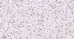 H3K18me1 Antibody in Immunohistochemistry (Paraffin) (IHC (P))