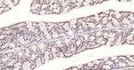H3K18me1 Antibody in Immunohistochemistry (Paraffin) (IHC (P))