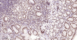 H3K18me1 Antibody in Immunohistochemistry (Paraffin) (IHC (P))