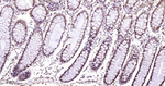 H3K18me1 Antibody in Immunohistochemistry (Paraffin) (IHC (P))