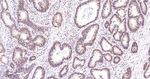 H3K18me1 Antibody in Immunohistochemistry (Paraffin) (IHC (P))